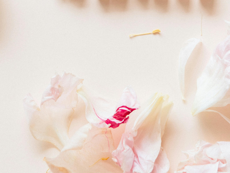 pink and white flowers